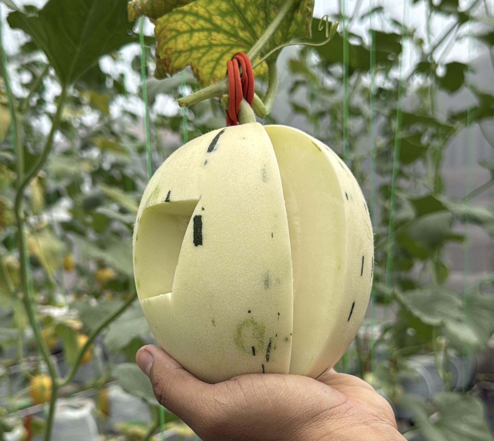 Ilustrasi kebun dan produksi Aa Melon
